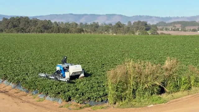 Amiga Max Spraying — Strawberries
